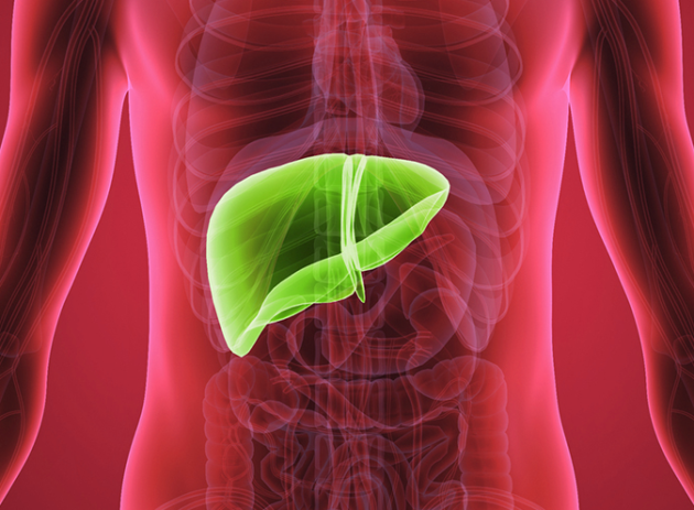 sn-liver copia